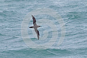 A critically endangered Balearic Shearwater in flight over thge ocean.
