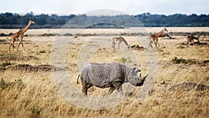 Critically Endangered Black Rhino in Africa