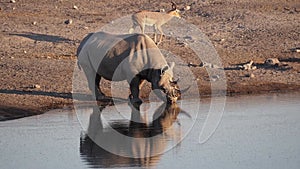 Critically endangered Black Rhinoceros Diceros bicornis in Etosha National Park in Namibia, Africa