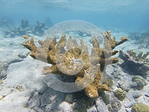 Critically Endangered Elkhorn Coral