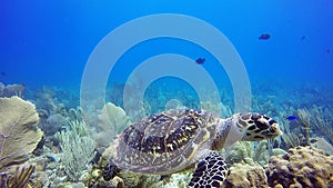Critically endangered hawksbill sea turtle