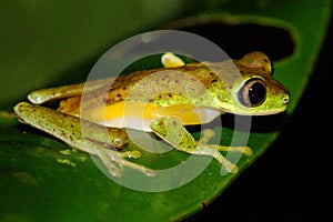 Critically endangered Lemur Leaf Frog photo