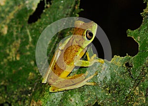 Critically endangered Lemur Leaf Frog