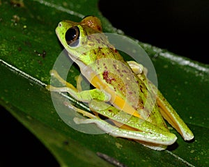 Critically endangered Lemur Leaf Frog photo