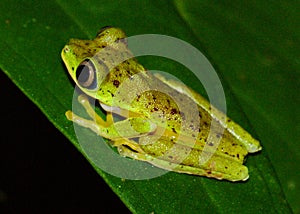 Critically endangered Lemur Leaf Frog photo