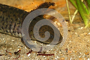 The critically endangered neotenic Mexican achoque salamander , Ambystoma andersoni only ocurs in Zacapu Lagoon , Mexico