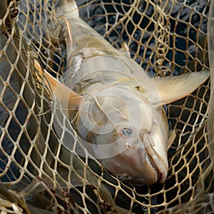 Critically endangered smoothnose wedgefish trapped in fishing net photo
