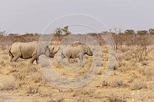 Wild Black Rhinoceros Cow and Calf Walking