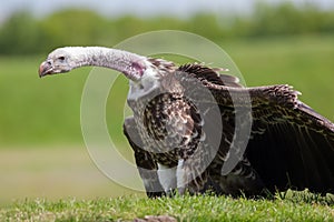 Critically endangered species vulture showing evolutionary adapt