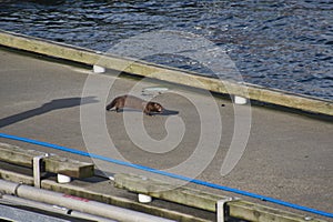 A critter seen at the harbor area.   Vancouver BC