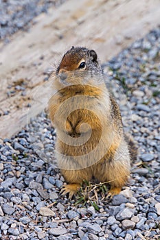 Critter - Squirrel