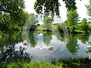 Crnava lake near Preddvor in Gorenjska region of Slovenia with swans