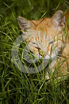 Croaching cat in a grass