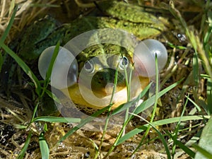 Croacing common water frog or green frog (Pelophylax esculentus) blowing his vocal sacs in the water