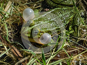 Croacing common water frog or green frog (Pelophylax esculentus) blowing his vocal sacs in the water