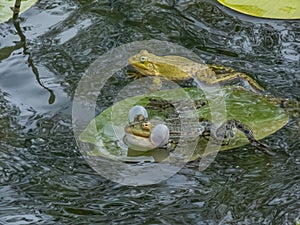 Croacing common water frogs or green frogs (Pelophylax esculentus) blowing vocal sacs