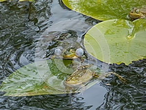 Croacing common water frogs or green frogs (Pelophylax esculentus) blowing vocal sacs