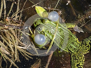 Croacing common water or green frog (Pelophylax esculentus) blowing his vocal sacs. Frog mating behaviour