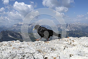 Croak black bird in dolomites mountains