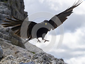 Croak black bird in dolomites mountains