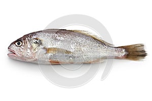 Croaker fish isolated on