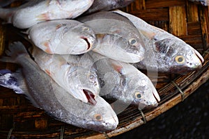 Croaker fish Sell in fresh seafood marke photo