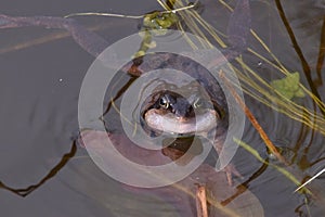 Croaking frog with blown up white throat in pond