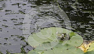 Croaking frog on a lily pad