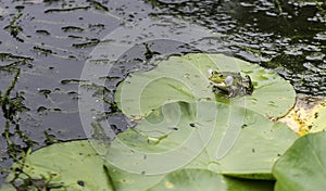 Croaking frog on a lily pad