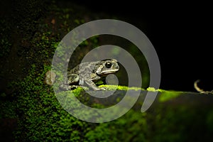 A croaking frog at night