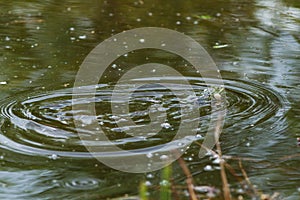 Croaking frog in a small pond