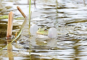 Croaking Frog