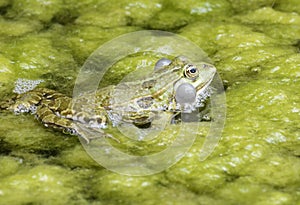 Croaking Frog