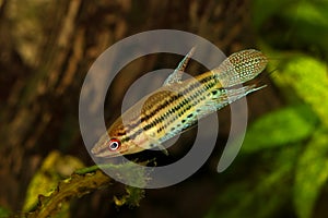 Croaking gourami freshwater labyrinth fish Trichopsis vittata