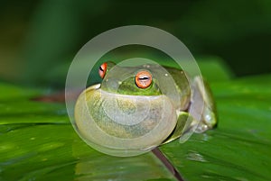 Croaking green tree frog