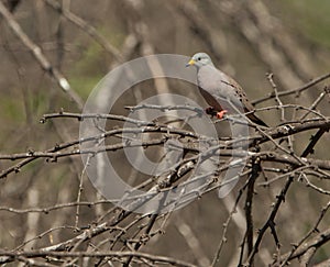 Croaking Ground Dove on branch