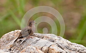 Croaking Ground Dove on rock