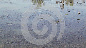 Croaking toads in a swamp