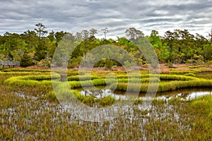 Croatan National Forest, North Carolina