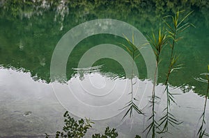 Plitvice Lakes National Park, lake, aquatic plants, forest, green, environment, mountain, nature reserve, Croatia, Europe