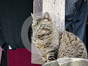 Croatia, Croatia, Hum, the smallest town in the world, a cat a domestic cat observes