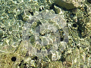 Sea Urchins in Croatia photo