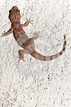 Croatian gecko (macaklin)