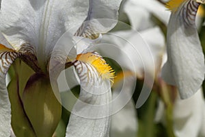 Croatian iris Iris x croatica