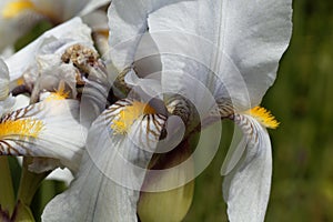 Croatian iris Iris x croatica