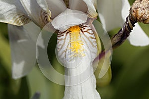 Croatian iris Iris x croatica