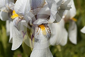 Croatian iris Iris x croatica