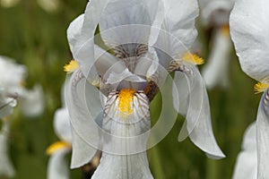 Croatian iris Iris x croatica