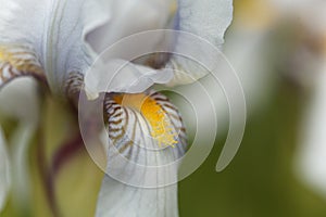 Croatian iris Iris x croatica