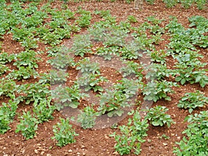 An Croatian kitchen garden